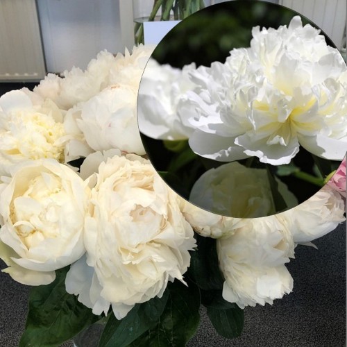 Paeonia lactiflora 'Bridal Shower' - Valgeõieline pojeng 'Bridal Shower' 